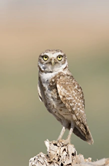 USA, Arizona, Buckeye. Burrowing owl close-up USA, Arizona, Buckeye. Burrowing owl close-up