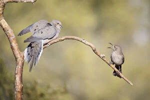 Images Dated 17th April 2015: USA, Arizona, Buckeye. Curve-billed thrasher and mourning dove on branch. Credit as