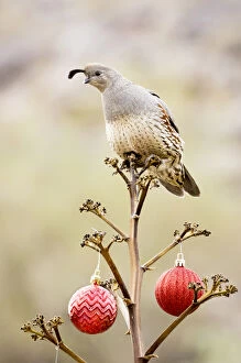 Images Dated 24th December 2015: USA, Arizona, Buckeye. Gambels quail atop a decorated agave stalk at Christmas time