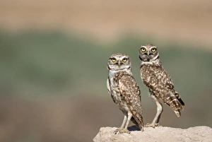 USA, Arizona, Buckeye. A pair of burrowing owls USA, Arizona, Buckeye. A pair of burrowing owls