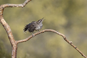 Images Dated 17th April 2015: USA, Arizona, Buckeye. Singing cactus wren on branch