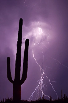USA, Arizona. Composite of saguaro cactus and lightning USA, Arizona. Composite of saguaro cactus and lightning
