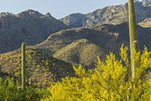 USA, Arizona, Coronado National Forest. Saguaro cactus and blooming palo verde trees USA, Arizona, Coronado National Forest. Saguaro cactus and blooming palo verde trees