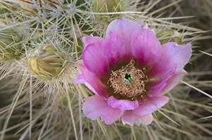 USA, Arizona. Flowers on Engelmann's Hedgehog cactus USA, Arizona. Flowers on Engelmann's Hedgehog cactus