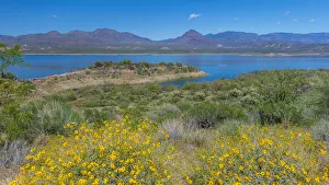 USA, Arizona. Flowers on scenic Theodore Roosevelt Lake on the Salt River USA, Arizona. Flowers on scenic Theodore Roosevelt Lake on the Salt River