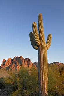 USA, Arizona, Lost Dutchman State Park, Saguaro Cactus (Carnegiea gigantean) in front USA, Arizona, Lost Dutchman State Park, Saguaro Cactus (Carnegiea gigantean) in front