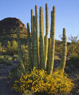 USA; Arizona; Organ Pipe Cactus in Organ Pipe Cactus National Monument USA; Arizona; Organ Pipe Cactus in Organ Pipe Cactus National Monument