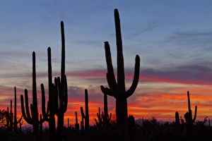 USA, Arizona, Saguaro National Park. Sunset on desert landscape
