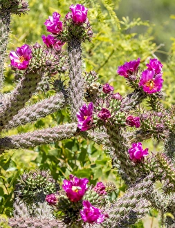USA, Arizona, Portal. Blooming cactus. Fred Lord / Jaynes Gallery / DanitaDelimont USA, Arizona, Portal. Blooming cactus. Fred Lord / Jaynes Gallery / DanitaDelimont