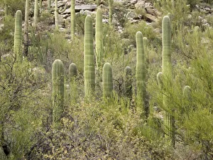 USA, Arizona, Sabino Canyon Recreation Area, Saguaro cactus USA, Arizona, Sabino Canyon Recreation Area, Saguaro cactus