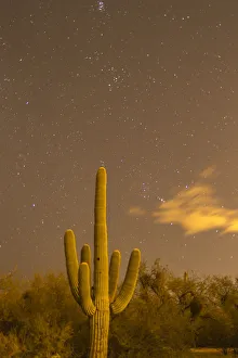 USA, Arizona, Sabino Canyon Recreation Area. Saguaro cactus and stars at night. Credit as USA, Arizona, Sabino Canyon Recreation Area. Saguaro cactus and stars at night. Credit as
