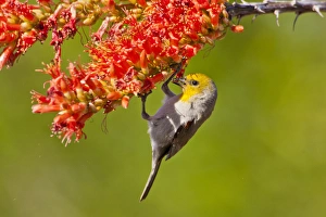 USA, Arizona, Sabino Canyon, Sonoran Desert. Verdin feeding on ocotillo blossoms USA, Arizona, Sabino Canyon, Sonoran Desert. Verdin feeding on ocotillo blossoms