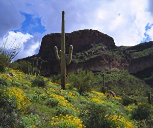 USA; Arizona; Saguaro Cacti in Organ Pipe Cactus National Monument USA; Arizona; Saguaro Cacti in Organ Pipe Cactus National Monument