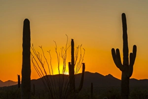 USA, Arizona, Saguaro National Park. Sunset on desert landscape