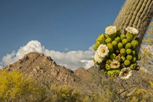 USA, Arizona, Tucson Mountain Park. Sonoran Desert landscape