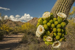 USA, Arizona, Tucson Mountain Park. Sonoran Desert landscape