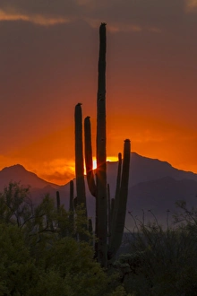 USA, Arizona, Saguaro National Park. Sunset on desert landscape
