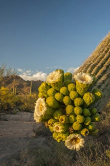 USA, Arizona, Tucson Mountain Park. Sonoran Desert landscape