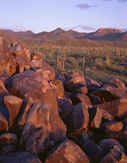 USA, Arizona, Tucson Mountain Park. Sonoran Desert landscape