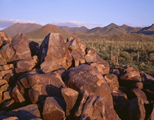 USA, Arizona, Tucson Mountain Park. Sonoran Desert landscape