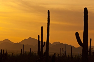 USA, Arizona, Saguaro National Park. Sunset on desert landscape
