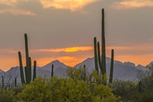 USA, Arizona, Tucson Mountain Park. Sonoran Desert landscape