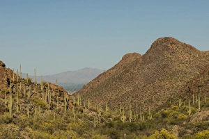 USA, Arizona, Tucson Mountain Park. Sonoran Desert landscape
