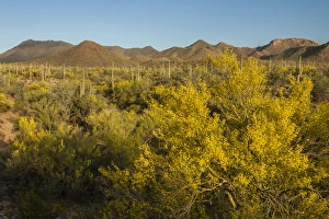 USA, Arizona, Tucson Mountain Park. Sonoran Desert landscape