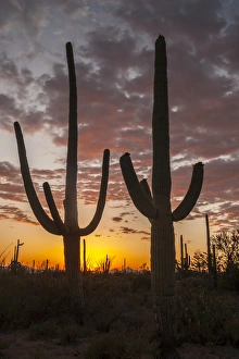 USA, Arizona, Saguaro National Park. Sunset on desert landscape