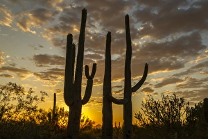 USA, Arizona, Tucson Mountain Park. Sonoran Desert landscape