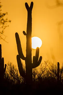 USA, Arizona, Saguaro National Park. Sunset on desert landscape