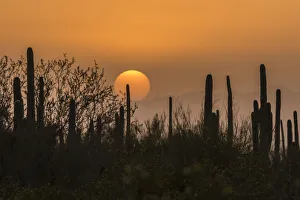 USA, Arizona, Saguaro National Park. Sunset on desert landscape