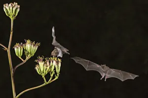 USA, Arizona, Santa Cruz County. Bats feed on yucca nectar USA, Arizona, Santa Cruz County. Bats feed on yucca nectar