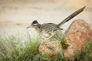 USA, Arizona, Santa Rita Mountains. A greater roadrunner on rock USA, Arizona, Santa Rita Mountains. A greater roadrunner on rock