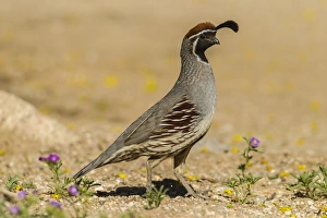 USA, Arizona, Sonoran Desert. Male Gambels quail USA, Arizona, Sonoran Desert. Male Gambels quail