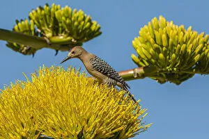 USA, Arizona, Sonoran Desert. Male Gila woodpecker on century plant