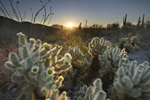 USA, Arizona. Teddy Bear Cholla cactus glowing in the rays of the setting sun USA, Arizona. Teddy Bear Cholla cactus glowing in the rays of the setting sun
