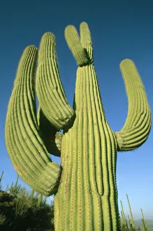 USA, Arizona, Tucson, Giant Saguaro Cactus, (Carnegiea gigantea), Saguaro National Park USA, Arizona, Tucson, Giant Saguaro Cactus, (Carnegiea gigantea), Saguaro National Park