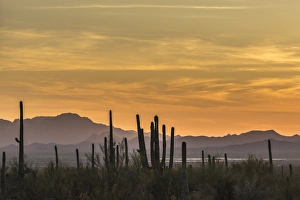 USA, Arizona, Tucson Mountain Park. Sonoran Desert landscape