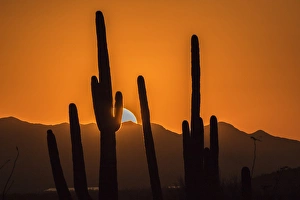 USA, Arizona, Tucson Mountain Park. Sonoran Desert landscape