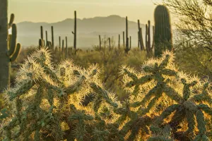 USA, Arizona, Tucson Mountain Park. Backlit cholla cactus in Sonoran Desert. Credit as USA, Arizona, Tucson Mountain Park. Backlit cholla cactus in Sonoran Desert. Credit as