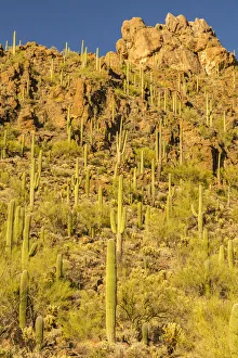 USA, Arizona, Tucson Mountain Park. Sonoran Desert landscape