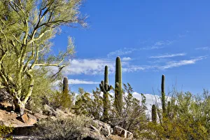 USA, Arizona, Tucson, Path through the Cactus USA, Arizona, Tucson, Path through the Cactus