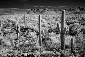 USA, Arizona, Saguaro National Park. Sunset on desert landscape