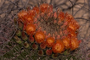 USA, Arizona, Saguaro National Park. Sunset on desert landscape