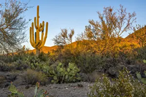 USA, Arizona, Tucson, Saguaro National Park (west) USA, Arizona, Tucson, Saguaro National Park (west)