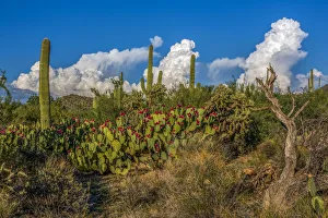 USA, Arizona, Tucson, Saguaro National Park (west) USA, Arizona, Tucson, Saguaro National Park (west)