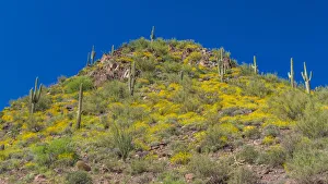 USA, Arizona. View of saguaro cactus on a hillside below Theodore Roosevelt Dam USA, Arizona. View of saguaro cactus on a hillside below Theodore Roosevelt Dam