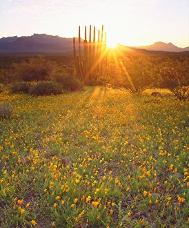 USA; Arizona; Wildflowers and cacti at sunset in Organ Pipe Cactus National Park USA; Arizona; Wildflowers and cacti at sunset in Organ Pipe Cactus National Park