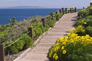 USA, CA, Malibu, Point Dume State Beach. Coreopsis gigantea. Popular walking trails USA, CA, Malibu, Point Dume State Beach. Coreopsis gigantea. Popular walking trails